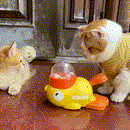 Alimentador Interativo Pato para Cães e Gatos – Saúde e Diversão